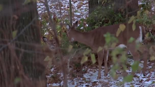 Doe と森の中で彼女の子鹿の追跡ショット - 映像、動画
