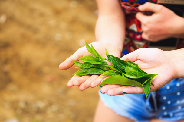 hojas de té verde joven en las palmas femeninas
 - Foto, Imagen