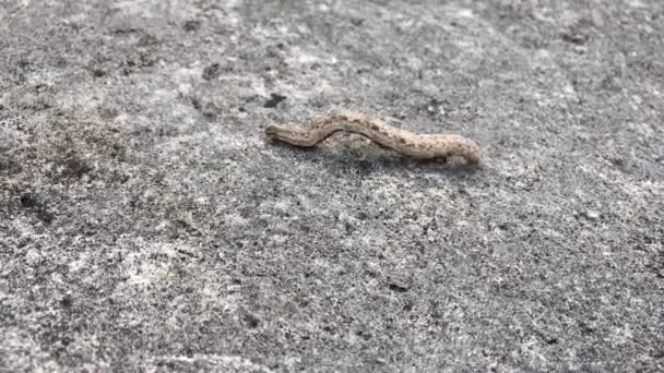 Oruga de lombriz tropical en Rarotonga, Islas Cook. La oruga Armyworm puede crecer hasta 45 mm de largo
. - Metraje, vídeo
