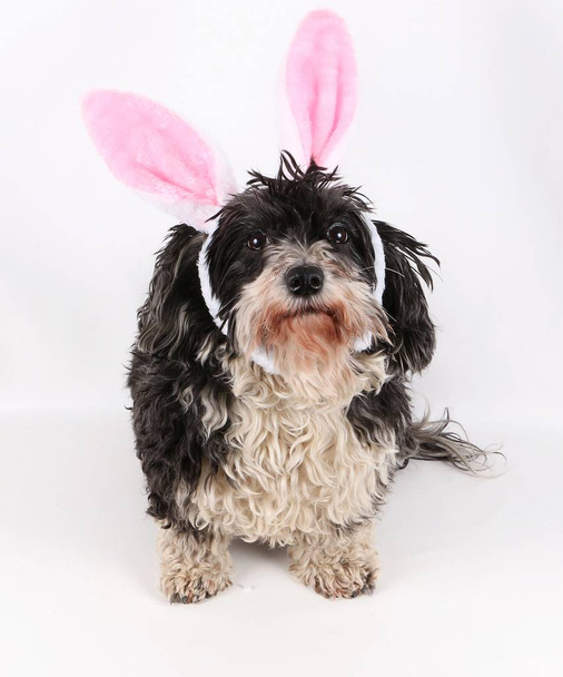 havanese is sitting in the studio with funny bunny ears - Foto, Imagem