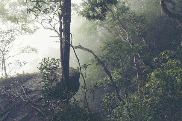 landscape view of tropical forest in Khao Yai National Park, Thailand, vintage filter image - Fotografie, Obrázek