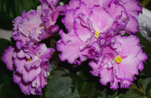 Fleurs de violettes colorées isolées avec des feuilles vertes
. - Photo, image
