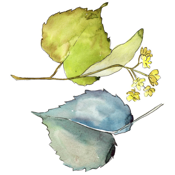 Linden bladeren in een aquarel stijl geïsoleerd. - Foto, afbeelding