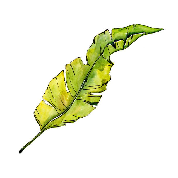 Tropical Hawaii leaves tree in a watercolor style isolated. - Foto, Bild