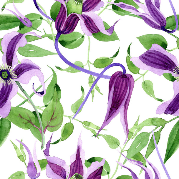 Wildflower clematis hanajima flower pattern in a watercolor style. - Fotografie, Obrázek