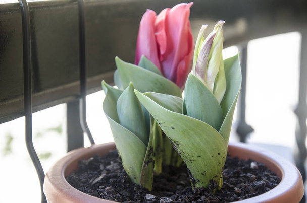 tulipani rojos en una maceta  - Foto, immagini