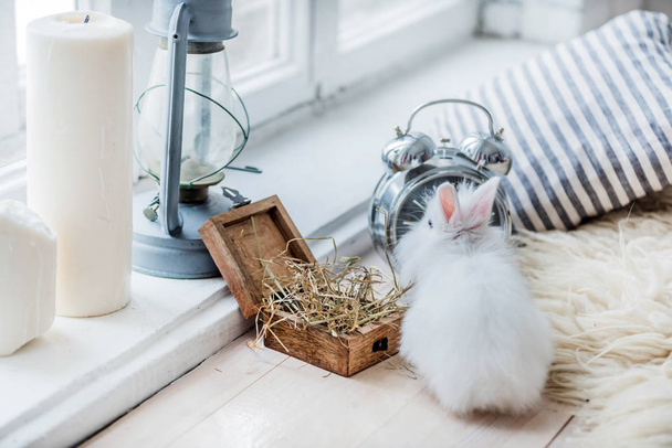 funny white rabbit on floor at home  - Фото, изображение