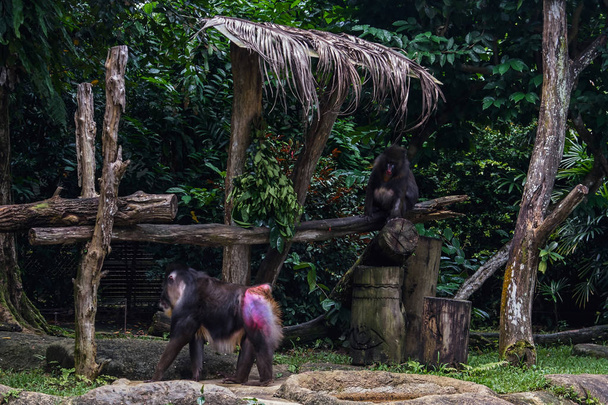 Mandrill in Singapore zoo - Fotoğraf, Görsel