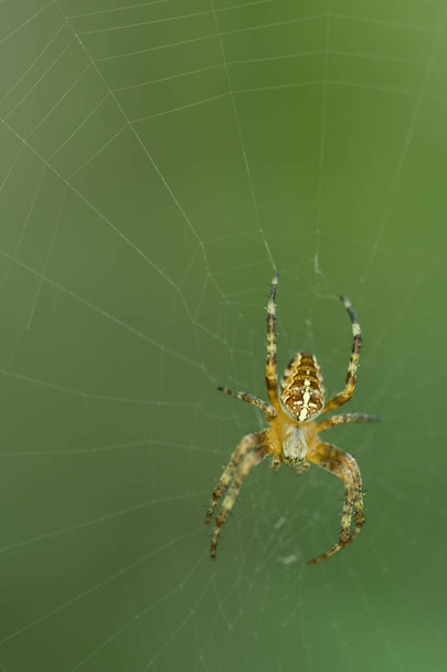 Ristihämähäkki
 - Valokuva, kuva