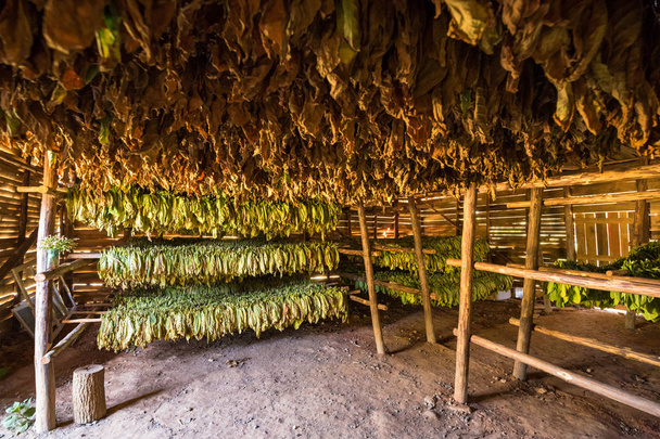 feuilles de tabac brun séché dans une grange à Cuba
 - Photo, image