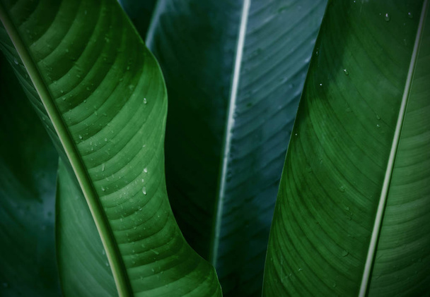 Tropische plant verlaat textuur achtergrond - Foto, afbeelding