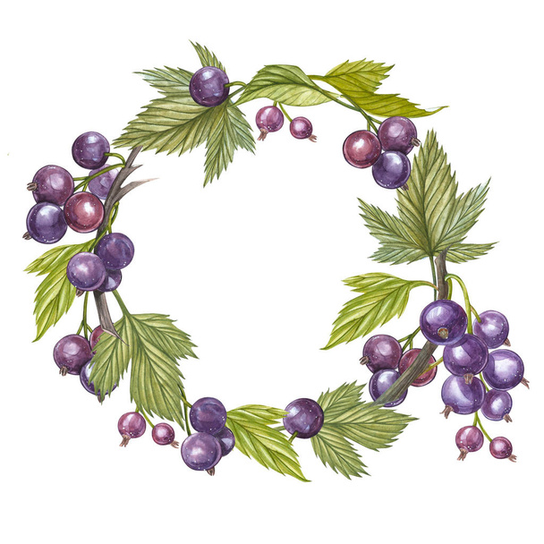 Hand-drawn watercolor wreath of flowers of Black currant and leaves illustration. Watercolor botanical illustration isolated on white background. - 写真・画像