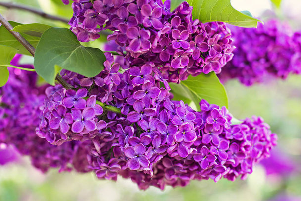 flowers of lilac tree at spring - Photo, Image