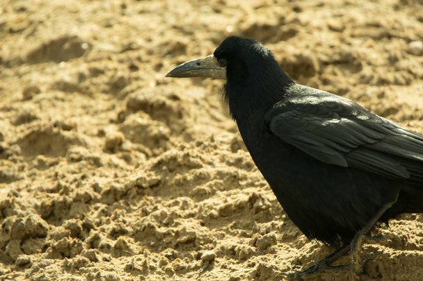 Rook walking around in the sand - Photo, Image