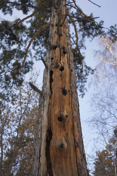 One pine on the sky background - Valokuva, kuva