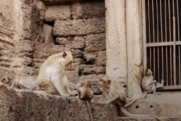 Majmok csoportokban ülnek. - Fotó, kép