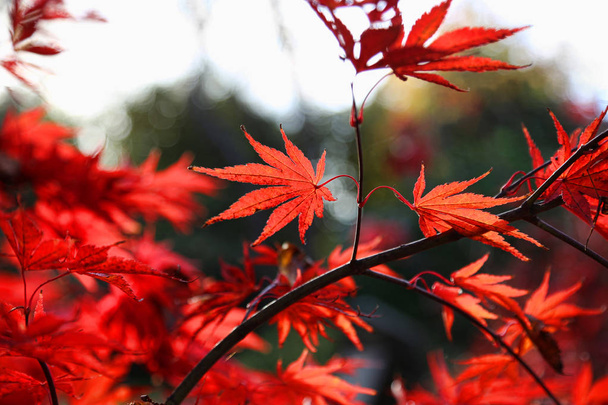 Jasny czerwony Klon palmowy lub Acer palmatum liści na jesieni  - Zdjęcie, obraz