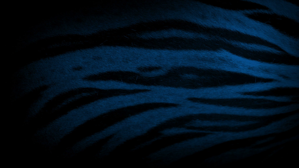 Tigre Respiração à noite Closeup
 - Filmagem, Vídeo