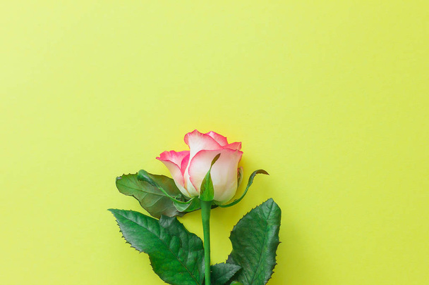 Pink rose flower on a bright yellow background top view. - Photo, Image