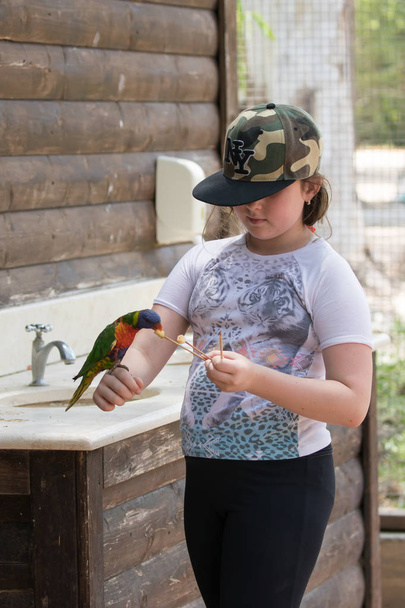 papagei lori - loriinae - sitzt auf dem arm des mädchens und isst einen apfel im gan guru zoo im kibbuz nir david in israel - Foto, Bild