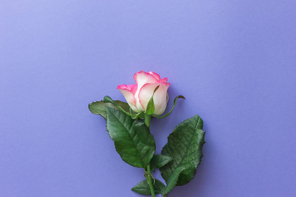 Pink rose on a pastel lilac background - Photo, Image