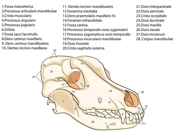 Der Schädel eines Hundes. Struktur der Knochen des Kopfes, anatomisches Design. in lateinischer Sprache - Vektor, Bild
