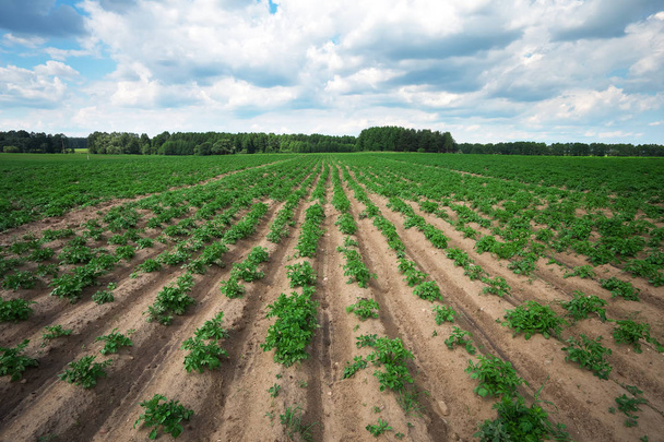 Rows on the field. Agricultural landscape in the summer time - Photo, Image