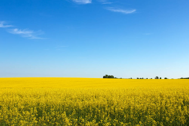 Beau paysage avec champ de canola jaune (Brassica napus
 - Photo, image