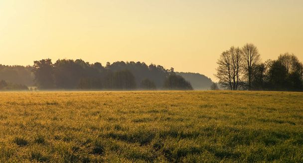 朝の草原に木霧でぼんやりとした太陽の光 - 写真・画像