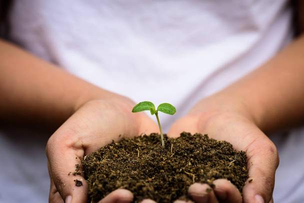 Top view of baby tree with soil in background. Earth Day concept - 写真・画像