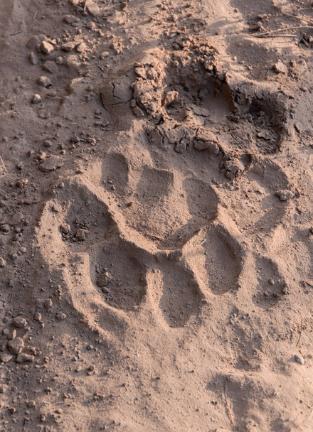 Tiger trail on the sand - Photo, Image