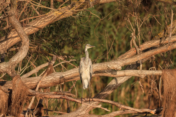 Grey Heron (Ardea cinerea) na gałęzi drzewa - Zdjęcie, obraz
