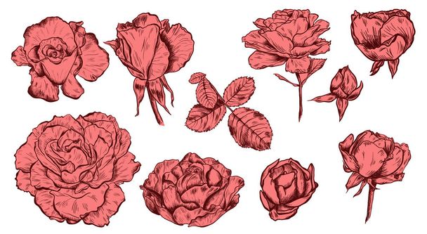 Grote verzameling van zeer gedetailleerde hand getrokken rozen geïsoleerd op een witte achtergrond. Vector - Vector, afbeelding