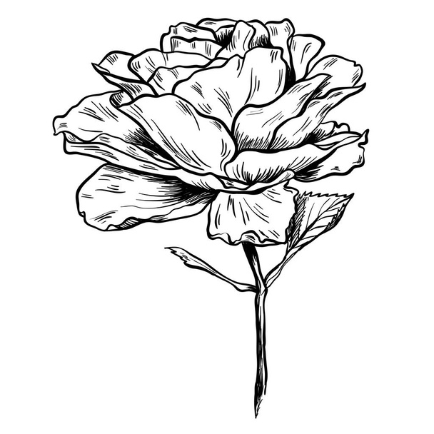 Illustration einer hochdetaillierten handgezeichneten Rose isoliert auf weißem Hintergrund. Vektor - Vektor, Bild