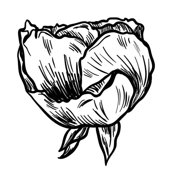 Illustration d'une rose dessinée à la main très détaillée isolée sur fond blanc. Vecteur
 - Vecteur, image