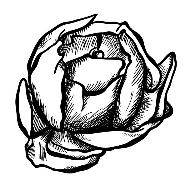 Illustration of highly detailed hand drawn rose isolated on white background. Vector - Vector, Image