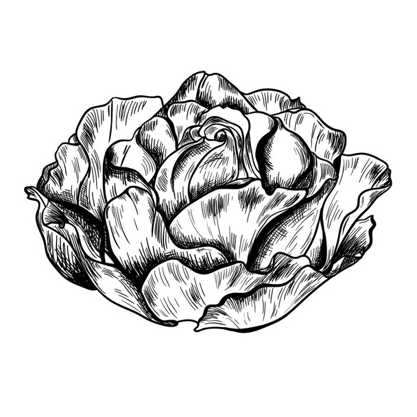 Illustration of highly detailed hand drawn rose isolated on white background. Vector - Vecteur, image