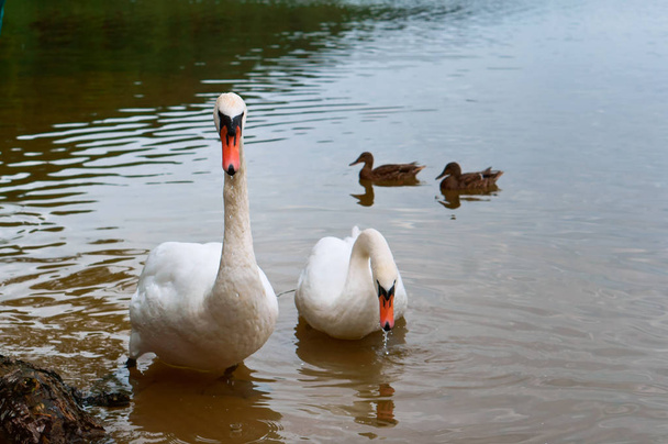 лебеді прийшли на берег, лебеді на озері, водяні птахи в природних умовах
 - Фото, зображення