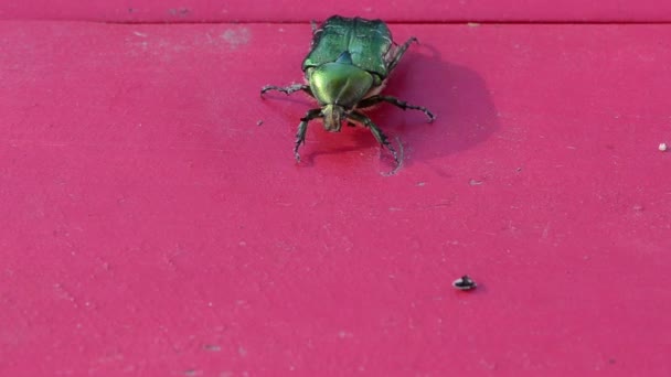 Rose chafer groene bug - Video