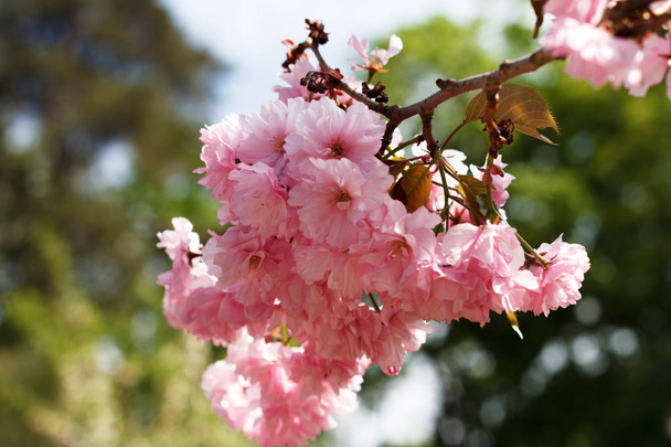gyönyörű sakura virágzott, Cseresznyéskert - Fotó, kép