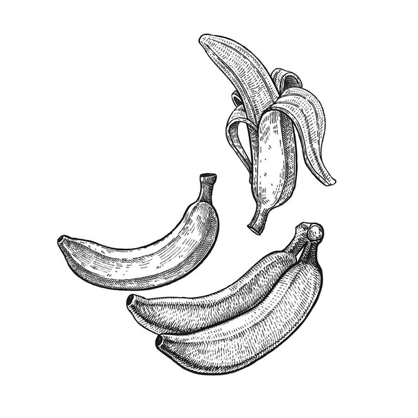 Vintage engraving banana. - Vecteur, image