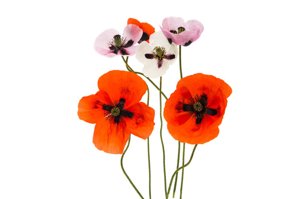 poppy flowers isolated  - Photo, Image