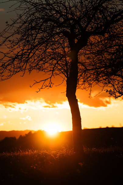 Yksinäinen puu kirkkaan oranssilla auringonlaskun taustalla
 - Valokuva, kuva