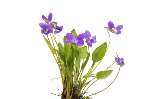 flores de uma violeta florestal isolada
  - Foto, Imagem
