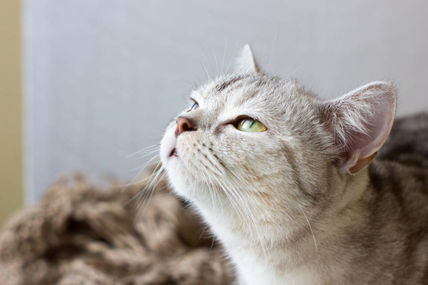 Retrato de gato britânico sobre fundo branco
 - Foto, Imagem
