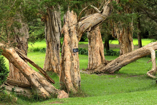 Δέντρα και τα δάση στο Νουγουάρα Ελίγια Σρι Λάνκα - Φωτογραφία, εικόνα