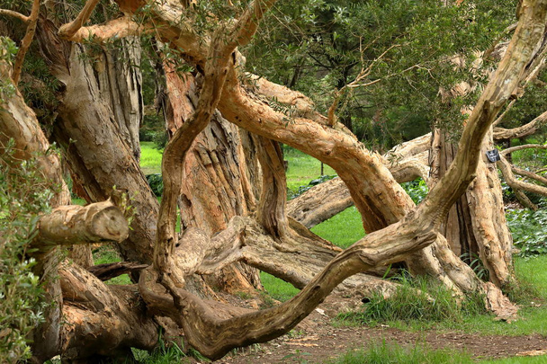 木々 やスリランカのヌワラエリヤの森 - 写真・画像