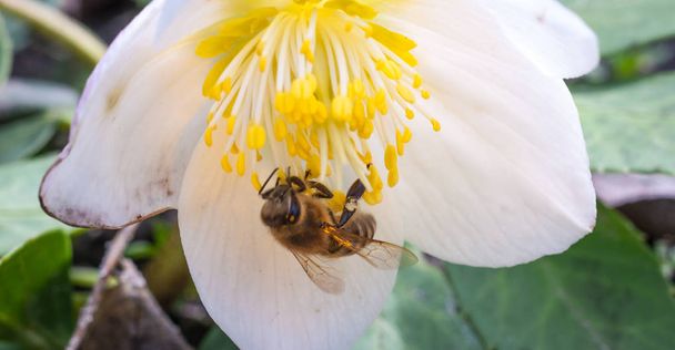 Hellebore - цветок, цветущий круглый год. Весной и летом пчелы собирают пыльцу с цветов
. - Фото, изображение