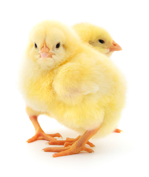 Two yellow chickens. - Foto, Imagem