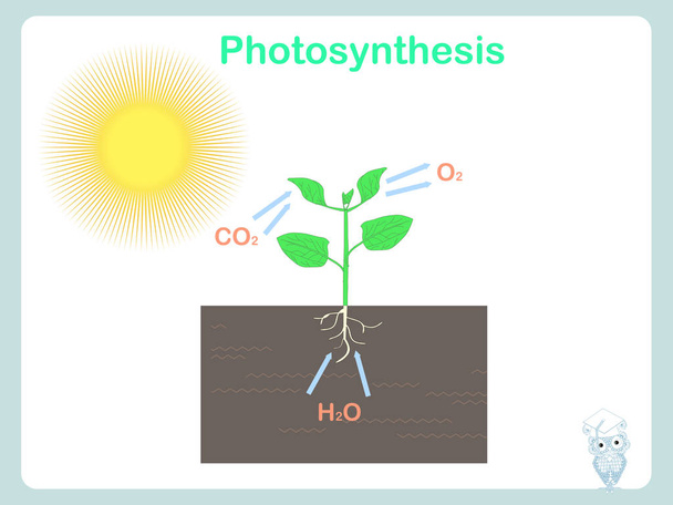 Photosynthèse des plantes. Illustration colorée sur vecteur de stock blanc pour l'éducation pour l'éducation, pour le web, pour l'impression
 - Vecteur, image